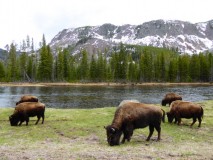 Yellowstone NP - Day#1